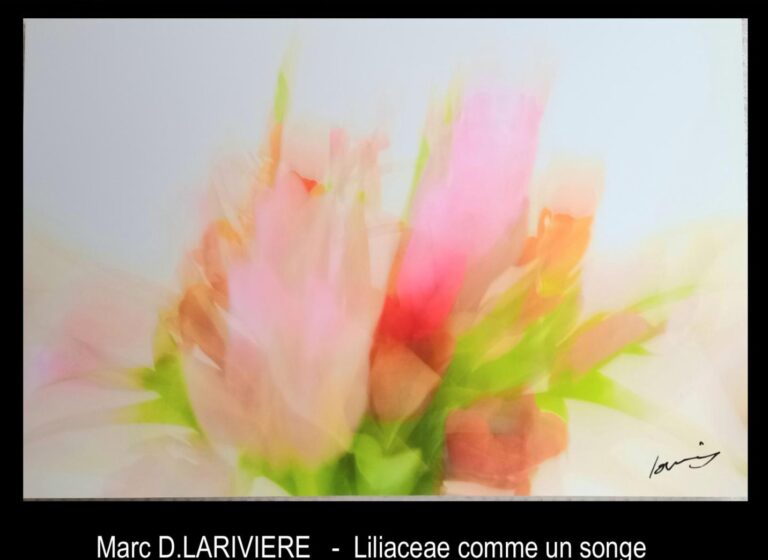 ” Liliaceae comme un songe “