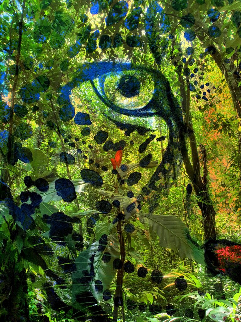 The gaze of the jaguar