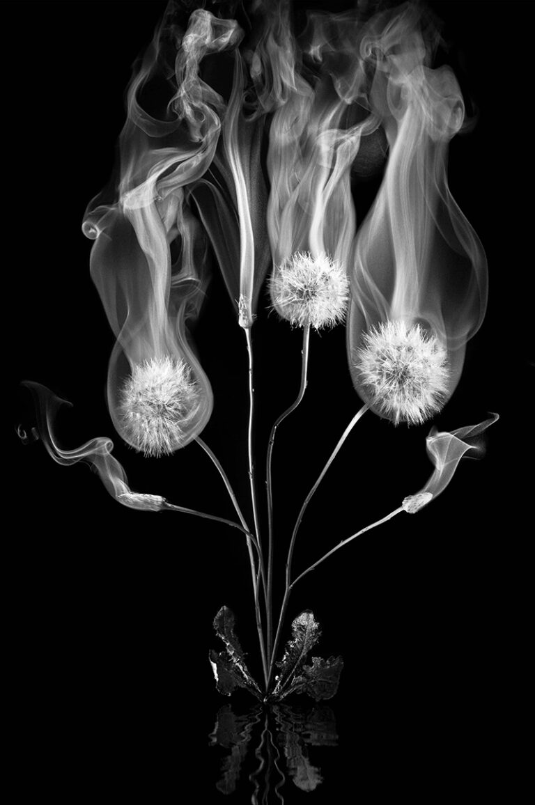 Dandelion