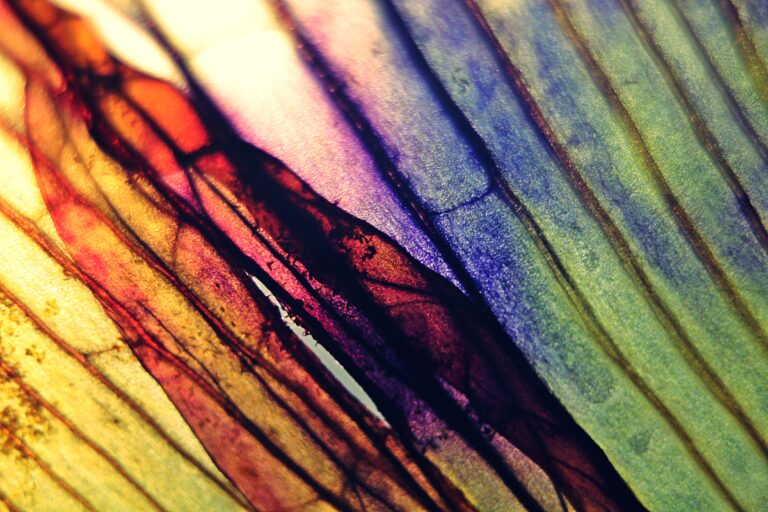 Rainbow connection