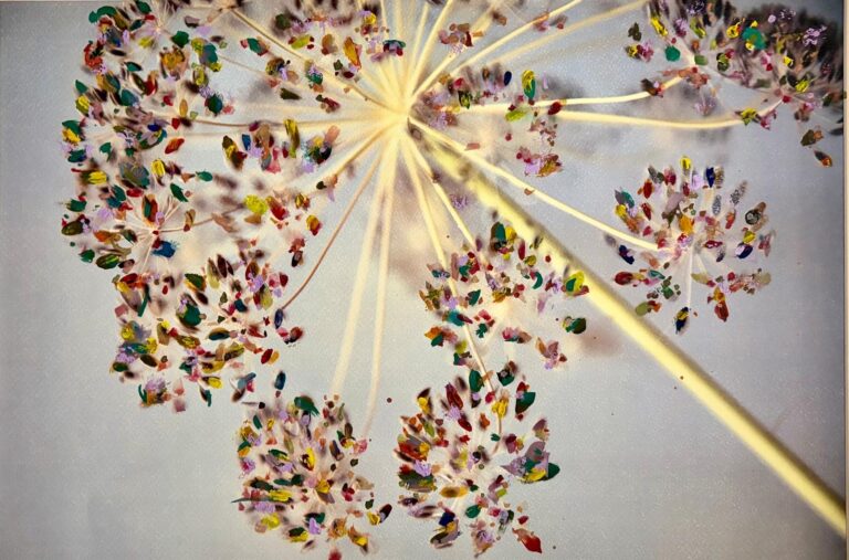 Miracle of the seed