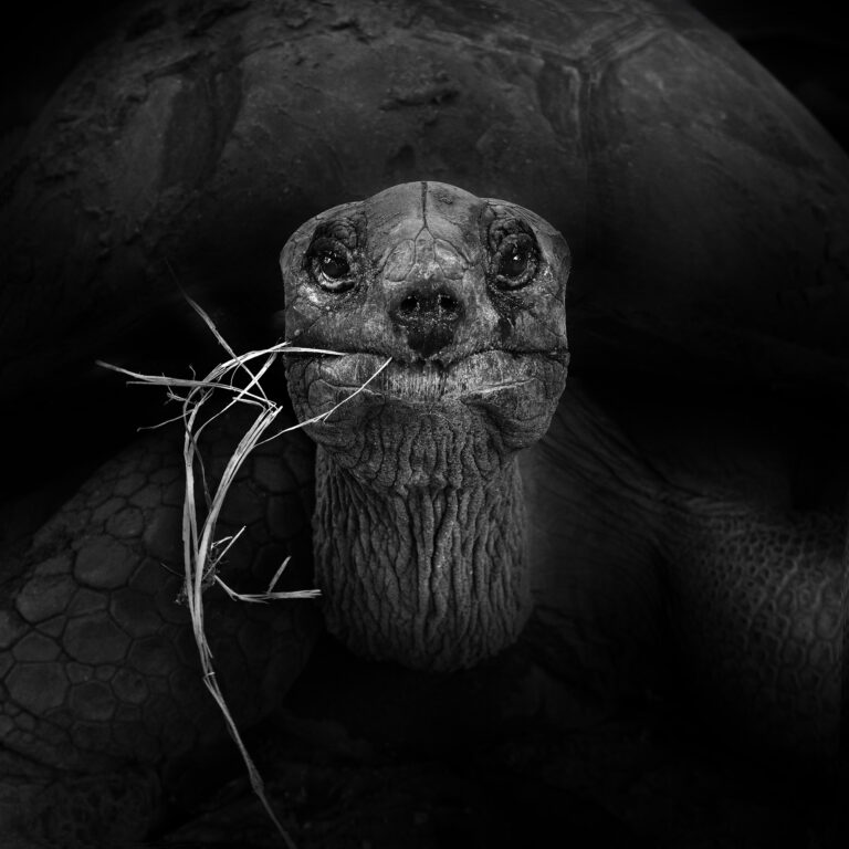 Portrait of a Tortoise