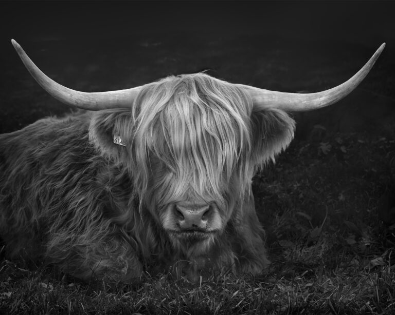 Portrait of a Highland Cow