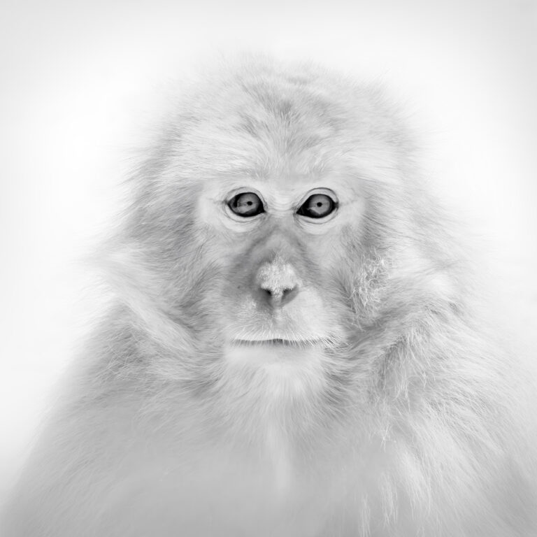 Portrait of a Snow Monkey