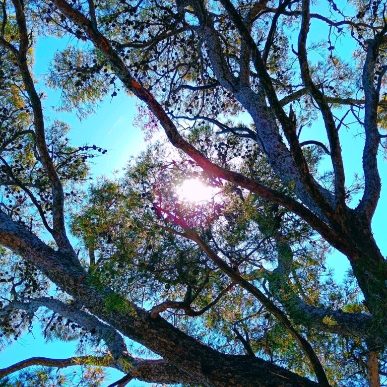 The Tree Sky